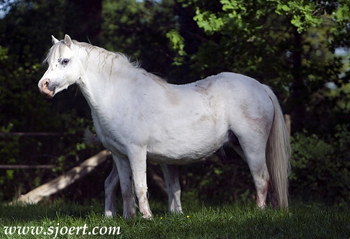 Sumrin Tina at Voorthoeve stud Photo by Sjoert