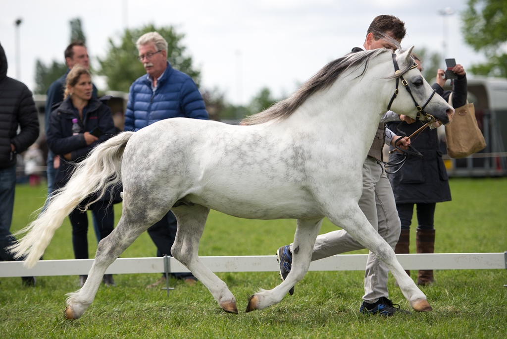 Sumrin Tysilio in Chaam 2016. Photo by Vivian Hesen.