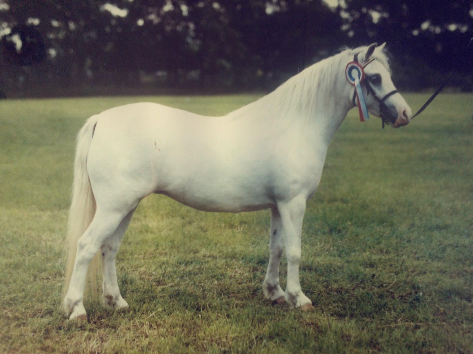 Sumrin Bluebell winning supreme championship in 1991