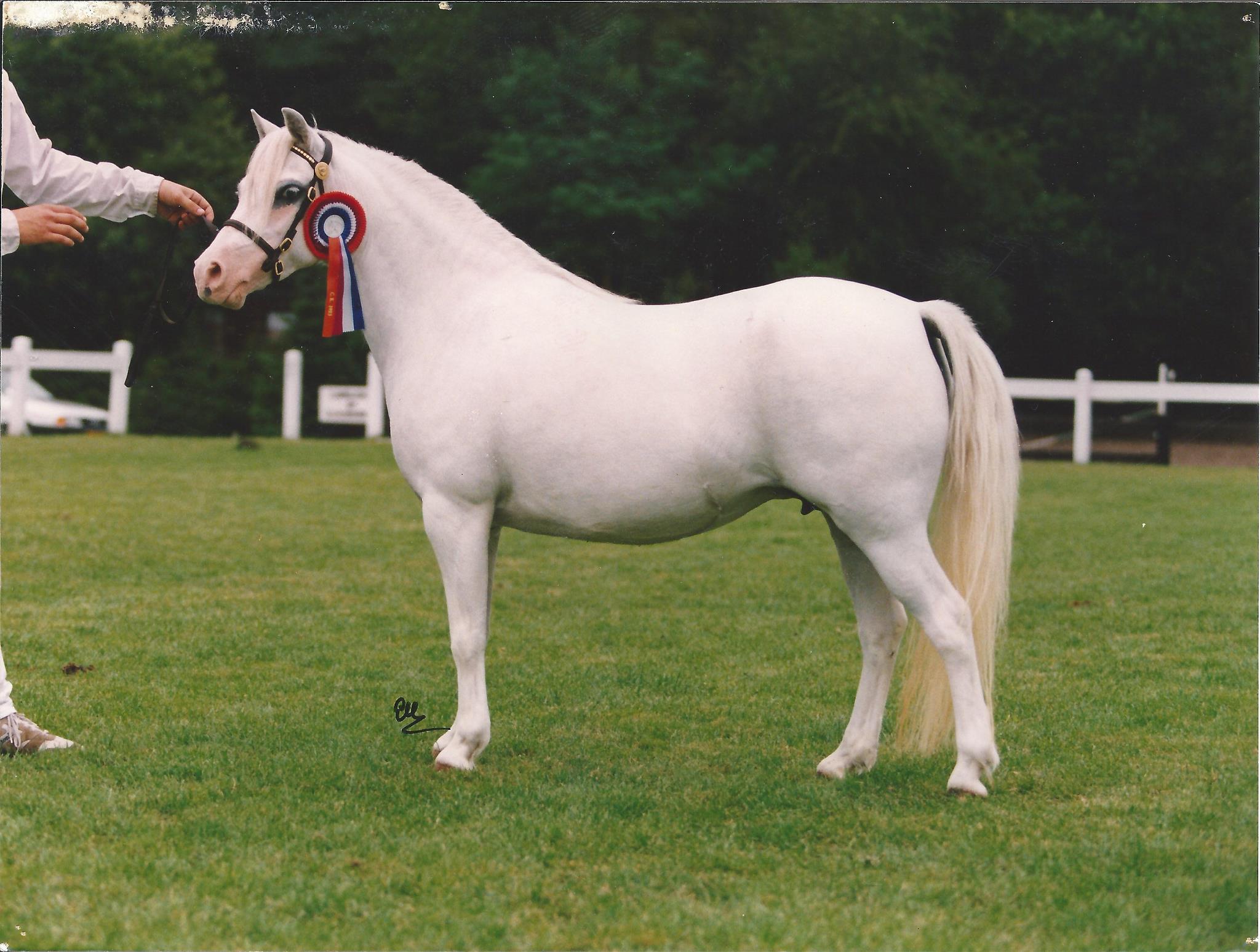 Sumrin Bluebell in 1993