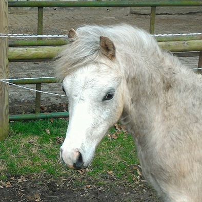 Horseland's Cracker