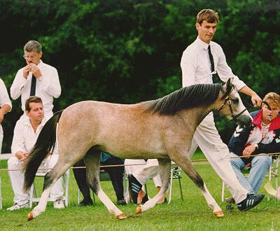 Sumrin Tatjana as a yearling