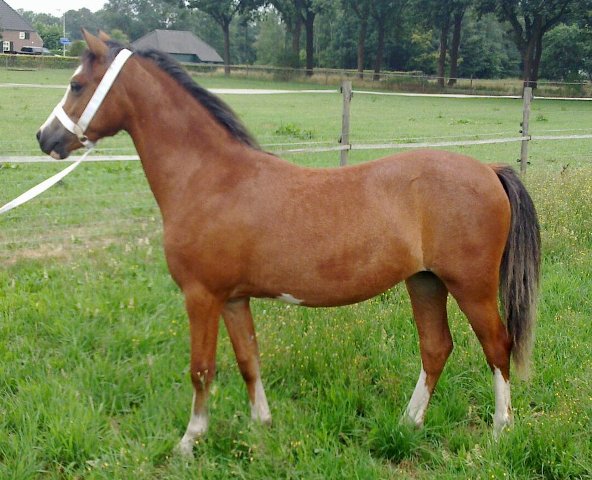 Sumrin Tatum O'Neill as yearling