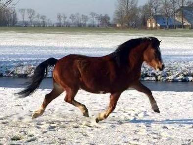 Tatum in the snow