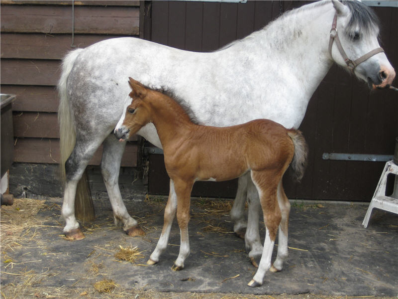 Tatum as a foal