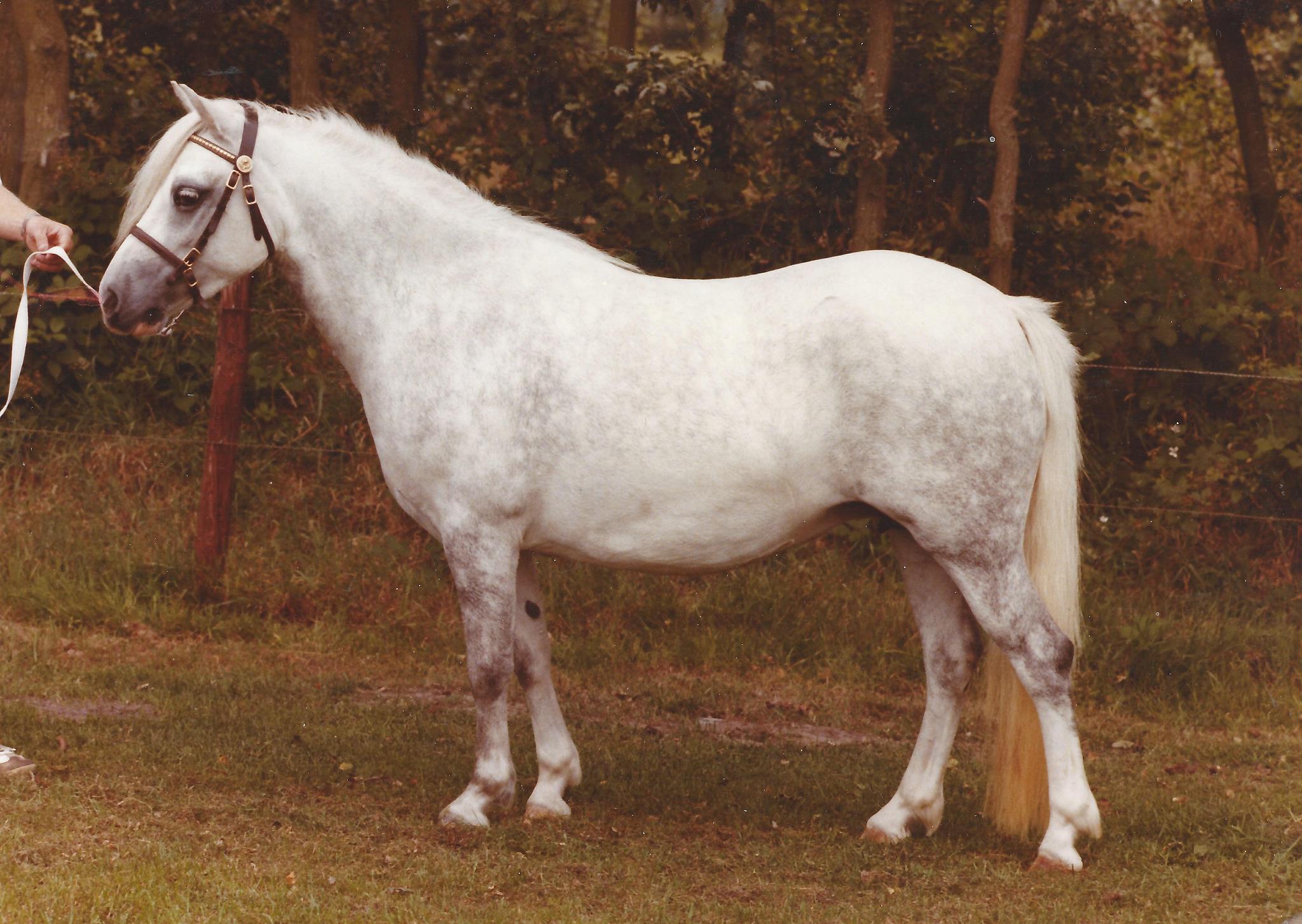 Sumrin Tiara