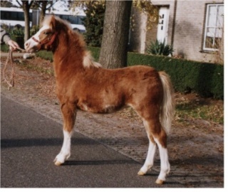 Toscane as a foal