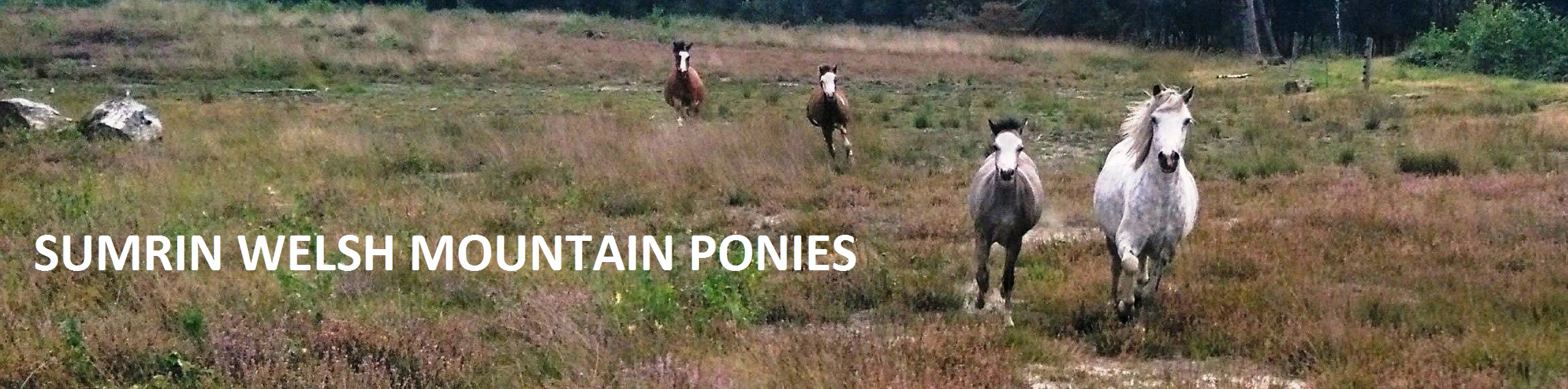 Sumrin Welsh Mountain Ponies